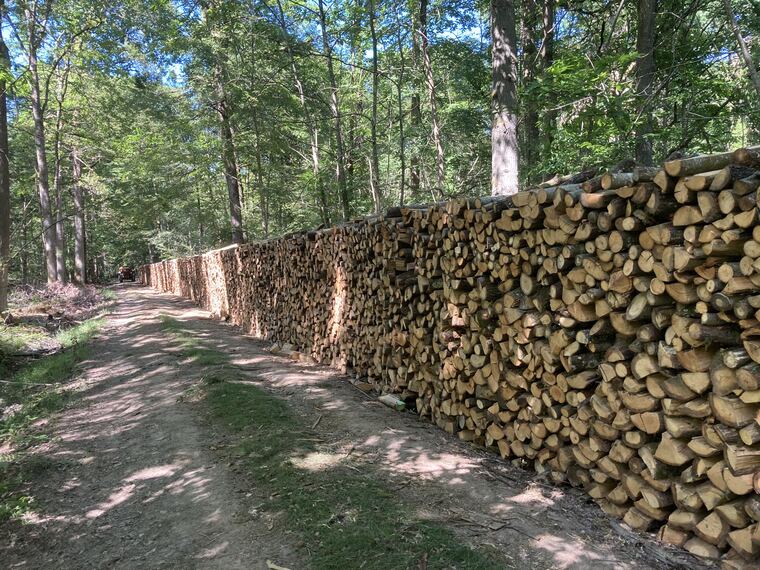 Longue allée de stères de bois empilés en forêt